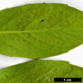 SpeciesSub: subsp. fargesii var. brevifolia